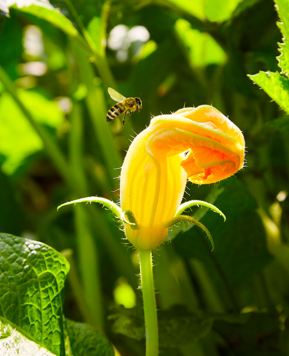 Fleur de courgette avec abeille