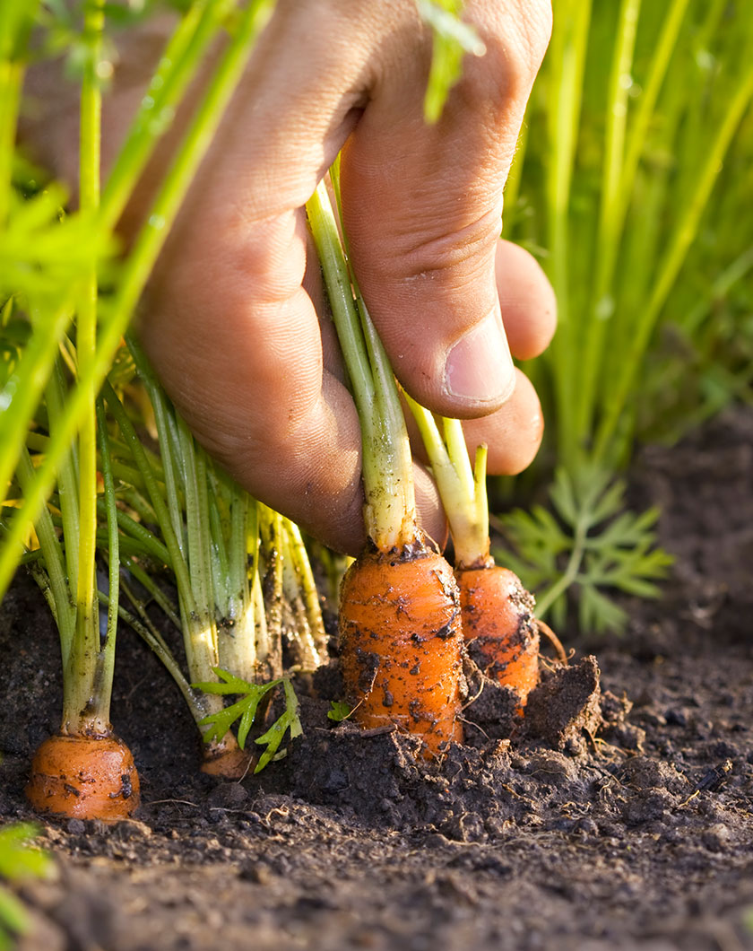Récolter des carottes