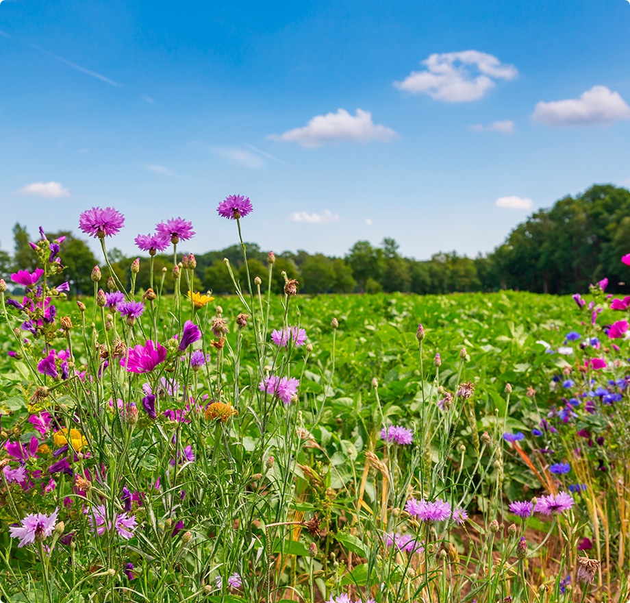 Fleurs